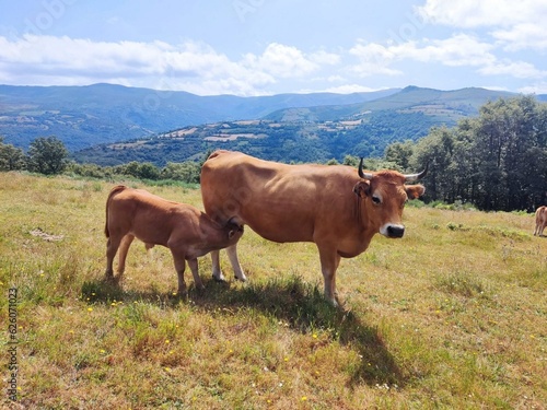 Vaca amantando a una becerra