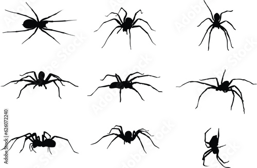 A collection of spiders in various positions © Daniel