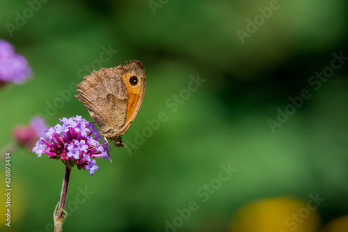 butterfly nectaring on Verbena Bonariensis in English country garden