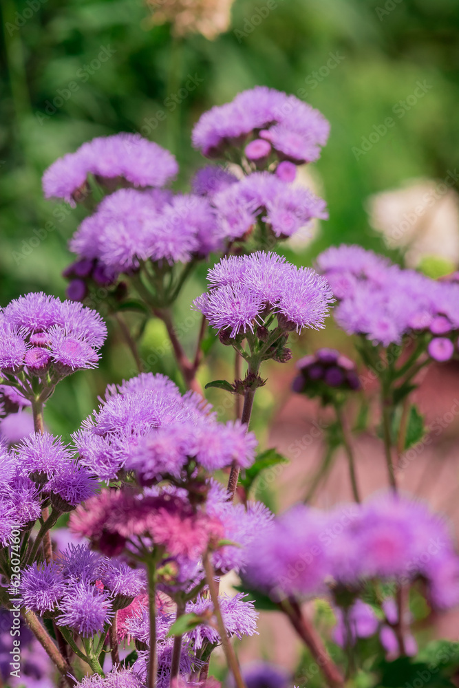 Obraz premium Long spike inflorescence of pink wild flowers on a background