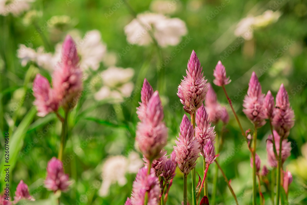Long spike inflorescence of pink wild flowers on a background Long spike inflorescence of pink wild flowers on a background