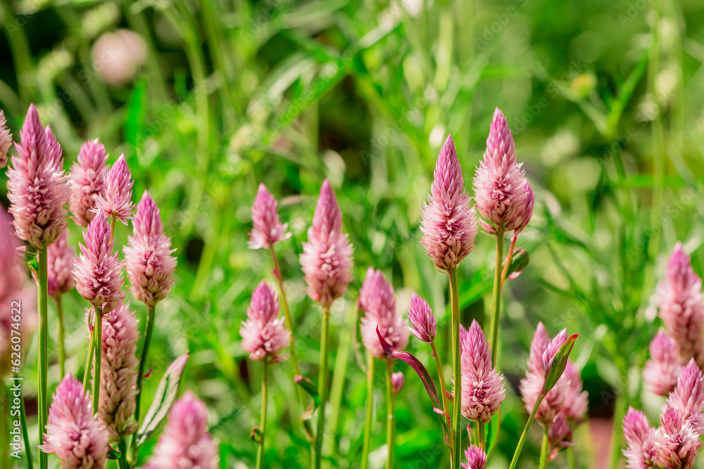 Long spike inflorescence of pink wild flowers on a background Long spike inflorescence of pink wild flowers on a background
