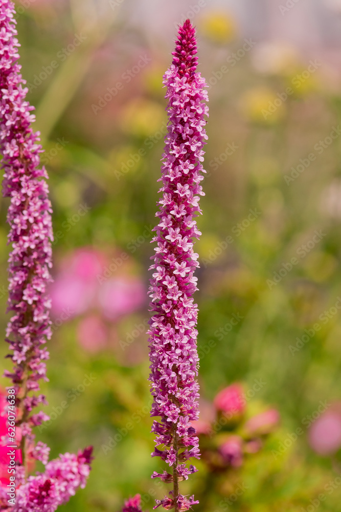 Long spike inflorescence of pink wild flowers on a background Long spike inflorescence of pink wild flowers on a background