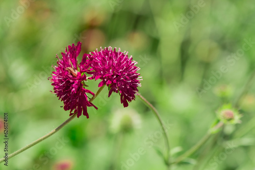 Macedonian Scabious or Widow Flower - Knautia macedonica