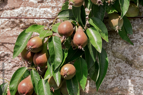 Shiny delicious pears hanging from a tree branch