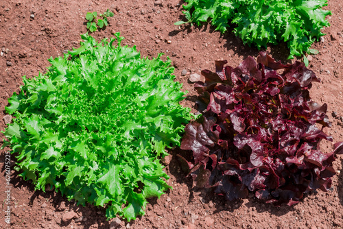 Rowns of Fancy Lettuce in a cottage garden photo