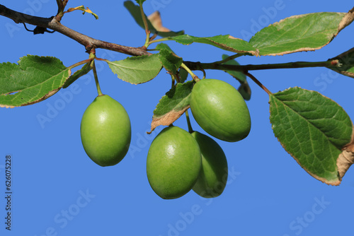 Ripining fruits of a wild plum tree in Kumbet Highland in Dereli, Giresun in the eastern Black Sea Region in Turkey photo