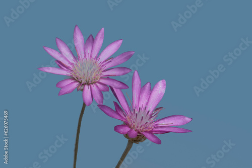 Flowers of annual everlasting  xeranthemum longipapposum 