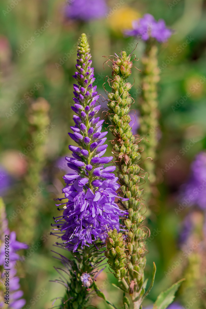 Obraz premium Summer blooming garden flower Liatris.