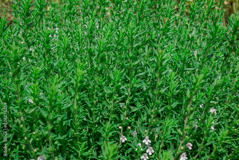 Obraz premium Thymus vulgaris (common thyme, garden thyme) in garden