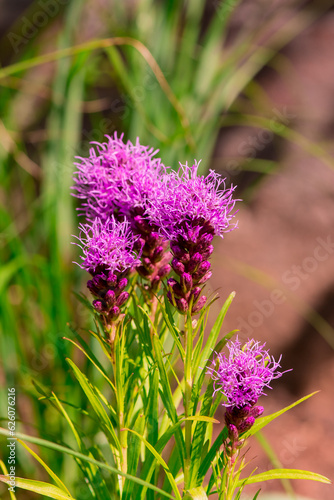 Summer blooming garden flower Liatris. photo