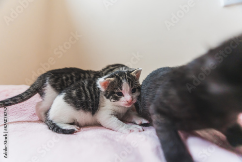 Temporary home concept. Adorable tabby kittens playing on fluffy pink blanket. Domestic animals concept. High quality photo