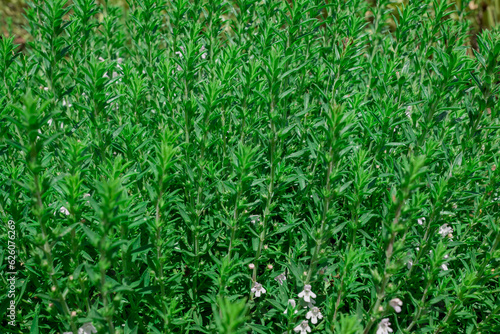 Thymus vulgaris (common thyme, garden thyme) in garden