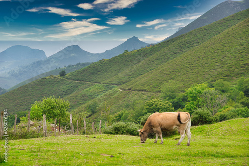 A cow grazing in Les Praeres, Sierra de Peñamayor, Nava municipality, Asturias, Spain © IMAG3S
