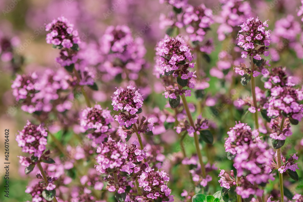 Thymus vulgaris (common thyme, garden thyme) in garden Thymus vulgaris (common thyme, garden thyme) in garden