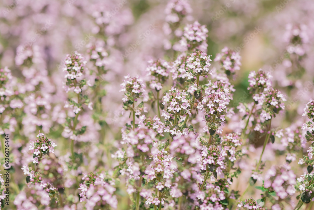 Thymus vulgaris (common thyme, garden thyme) in garden Thymus vulgaris (common thyme, garden thyme) in garden