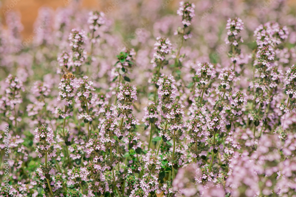 Obraz premium Thymus vulgaris (common thyme, garden thyme) in garden
