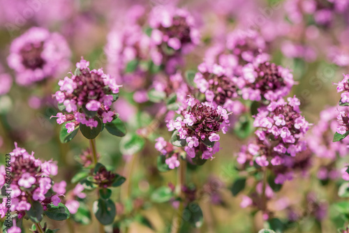 Thymus vulgaris (common thyme, garden thyme) in garden