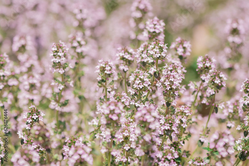 Thymus vulgaris (common thyme, garden thyme) in garden