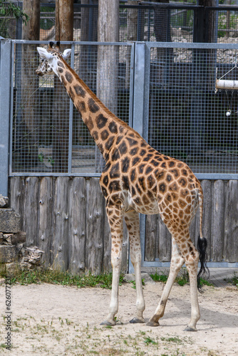 giraffe in the summer at the Riga Zoo 3