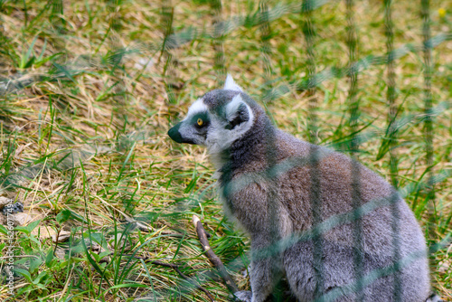 cheerful lemur in an enclosure at the zoo 20