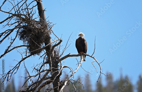 Guarding the Nest