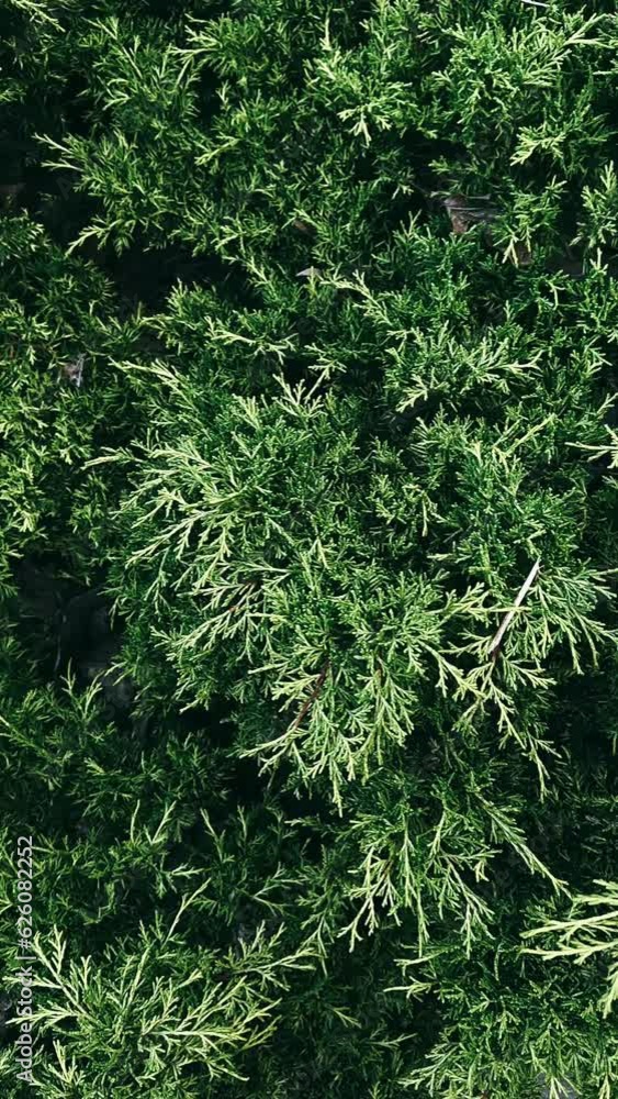 close up of pine needles, plant, nature, tree, leaf, garden, leaves, grass, forest, summer, herb, pine, green, closeup, evergreen, branch, macro, season, food, natural, fern, field, texture, close-up, close up of pine needles, plant, nature, tree, leaf, garden, leaves, grass, forest, summer, herb, pine, green, closeup, evergreen, branch, macro, season, food, natural, fern, field, texture, close-up,