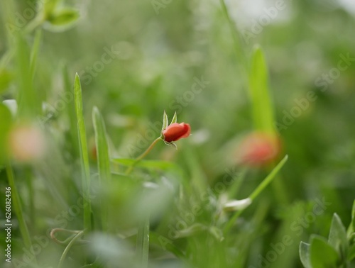 A small pink flower of Anagallis arvensis in the early spring morning on the lawn in the park. A poisonous plant containing glycosides for homeopathy.