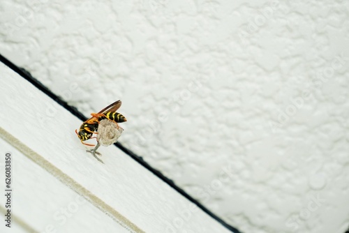 白いタイルの壁に巣を作り始めたイエローとブラックのフタモンアシナガバチ photo