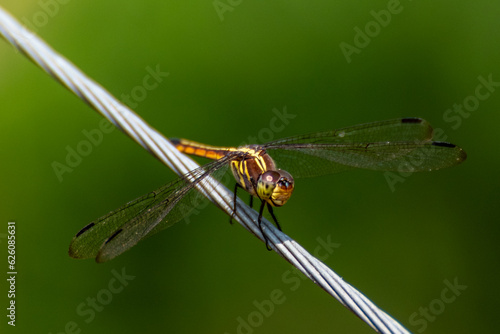 Yellow dragon fly on a wire cable 