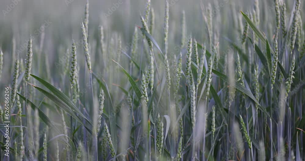 green wheat at sunset, a large field with cereals at sunset green wheat at sunset, a large field with cereals at sunset