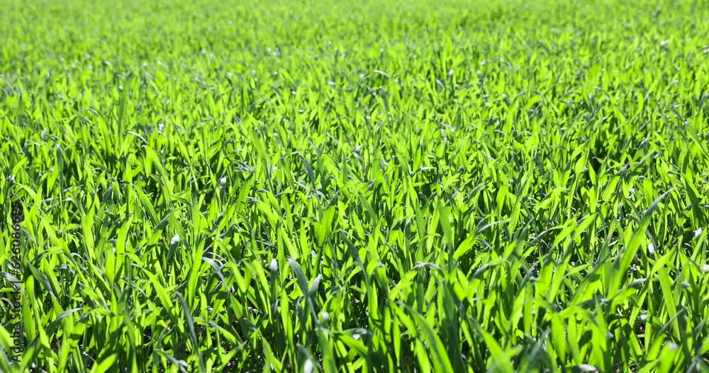 agricultural field with green wheat in the spring season, green young wheat in the spring season in sunny weather agricultural field with green wheat in the spring season, green young wheat in the spring season in sunny weather