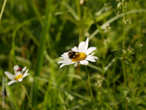 A large bumblebee collects nectar on a chamomile flower in a meadow on a sunny summer day. Pollination of medicinal herbs by insects in the field.