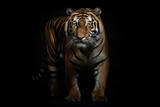 Adult tiger walking on a black background. Studio photograph
