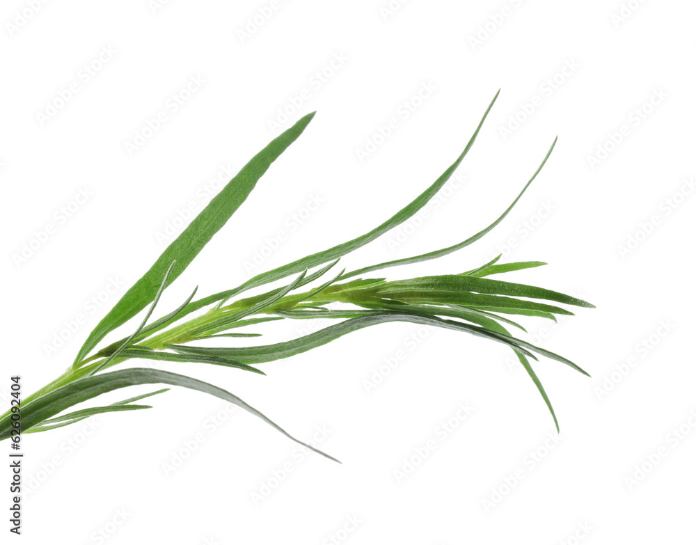 Fototapeta premium One sprig of fresh tarragon on white background