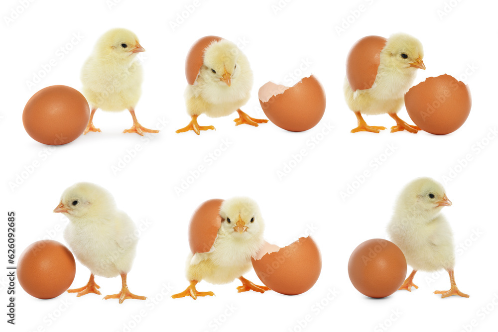 Collage with small cute baby chicken and egg isolated on white Collage with small cute baby chicken and egg isolated on white