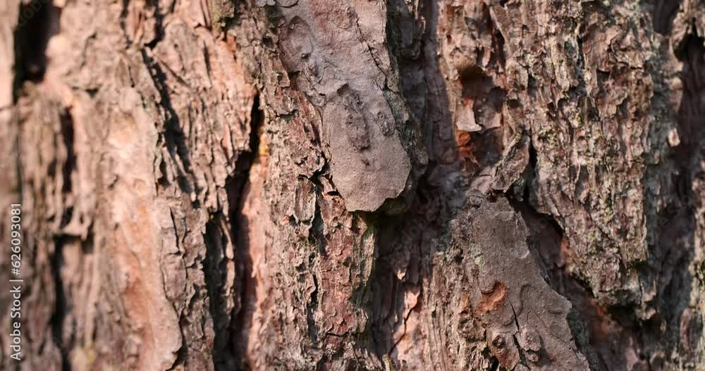 multilayer bark of an old pine close-up, multilayer bark of an old pine close-up,