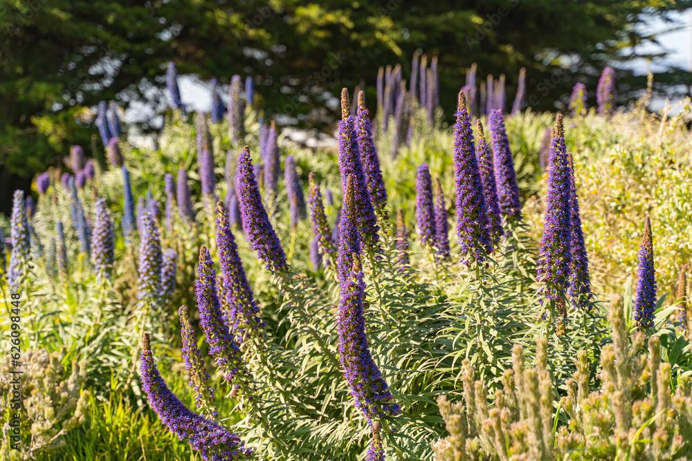 Obraz premium Close-up of Echium Candicans (Pride of Madeira) 