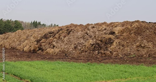 a large amount of manure used as a natural fertilizer in agriculture photo
