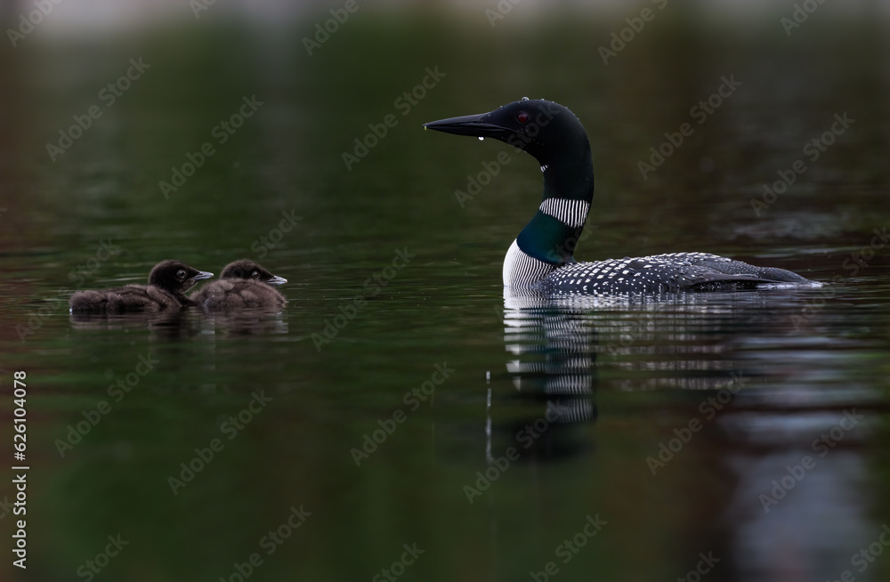 Common loon with two chicks swimming in green water, portrait Common loon with two chicks swimming in green water, portrait