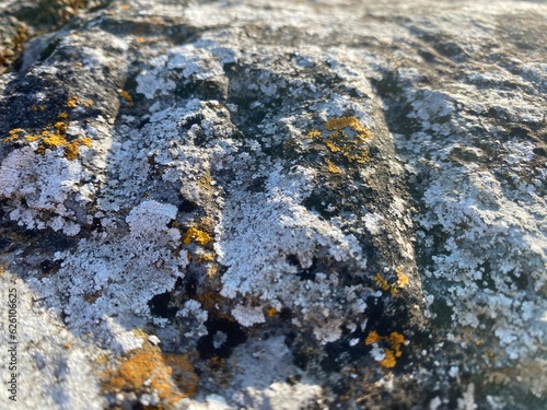 Closeup of yellow and white lichen on a harbour wall.