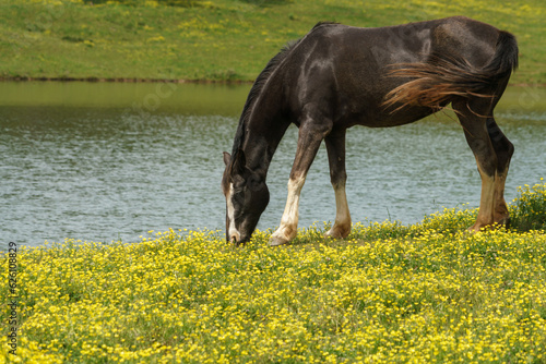 A horse grazing in a pasture with yellow flowers