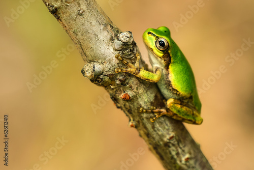 frog on leaf
