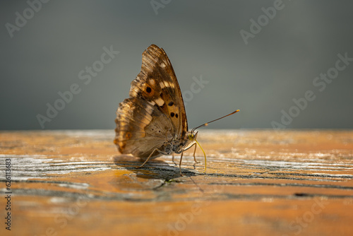 Red toddler butterfly on a chipped plate. photo