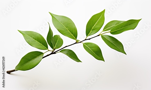 top picture of green leave on white background 