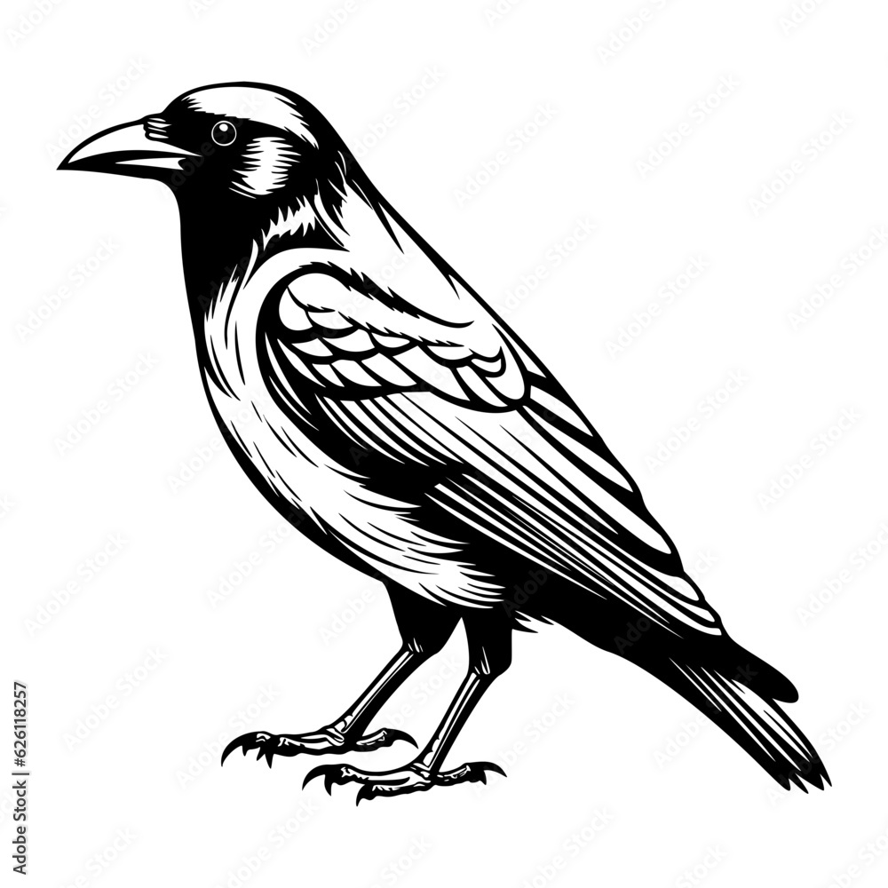 Obraz premium Crows silhouette, Crows mascot logo, Crows Black and White Animal Symbol Design, Bird icon.