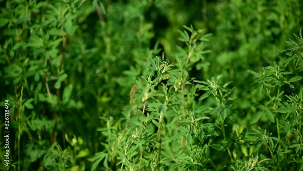 Alfalfa field. Alfalfa sways in the wind. Alfalfa field. Alfalfa sways in the wind.