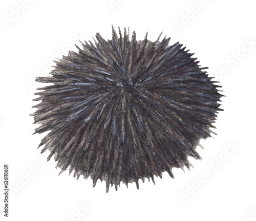 ウニ　水彩色鉛筆イラスト
