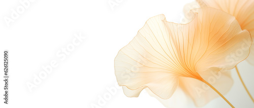 ginko leaf with soft transparent petal, close up, background banner with copy space for health, naturopathy, pharmacy
