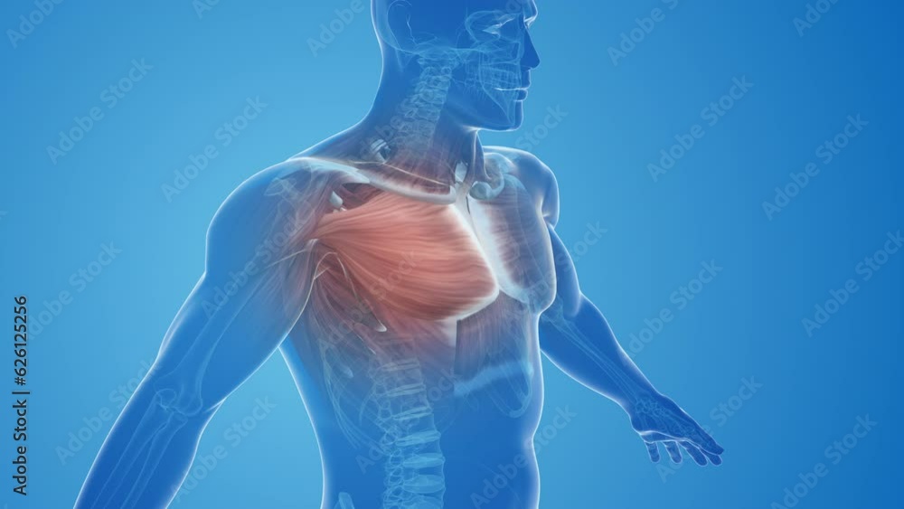 Anatomy Of A Pectoral Strain or Chest Muscle vídeo do Stock | Adobe Stock